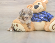 5 week old Mini Labradoodle Puppy For Sale - Windy City Pups