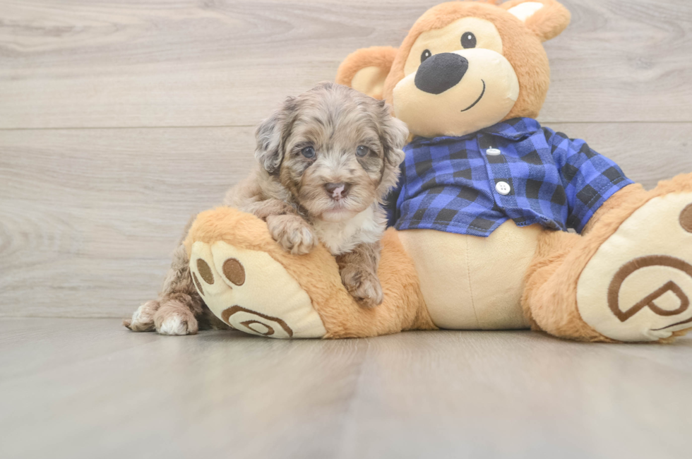 6 week old Mini Labradoodle Puppy For Sale - Windy City Pups