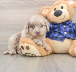 8 week old Mini Labradoodle Puppy For Sale - Windy City Pups