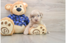 Hypoallergenic Labrapoo Poodle Mix Puppy