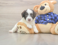 5 week old Mini Labradoodle Puppy For Sale - Windy City Pups
