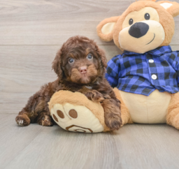 5 week old Mini Labradoodle Puppy For Sale - Windy City Pups