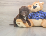 6 week old Mini Labradoodle Puppy For Sale - Windy City Pups