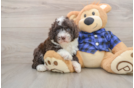 Popular Mini Labradoodle Poodle Mix Pup
