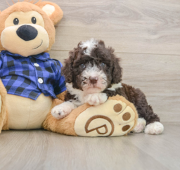 5 week old Mini Labradoodle Puppy For Sale - Windy City Pups