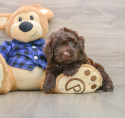 5 week old Mini Labradoodle Puppy For Sale - Windy City Pups