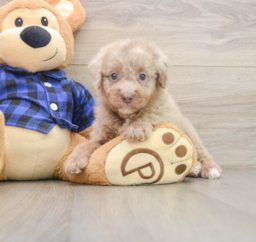 5 week old Mini Labradoodle Puppy For Sale - Windy City Pups
