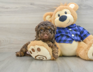 7 week old Mini Labradoodle Puppy For Sale - Windy City Pups