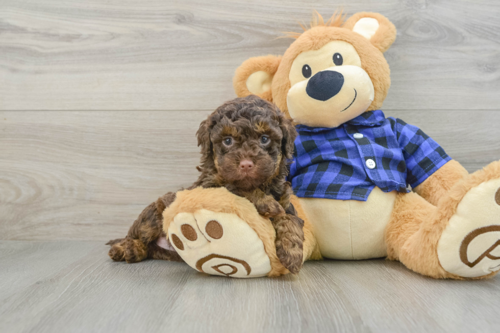 Playful Labrapoo Poodle Mix Puppy