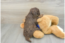 Happy Mini Labradoodle Baby