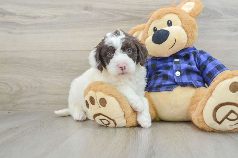 6 week old Mini Labradoodle Puppy For Sale - Windy City Pups