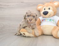 5 week old Mini Labradoodle Puppy For Sale - Windy City Pups