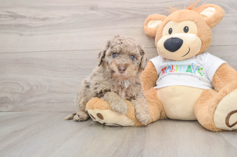 5 week old Mini Labradoodle Puppy For Sale - Windy City Pups