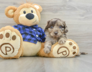 7 week old Mini Labradoodle Puppy For Sale - Windy City Pups