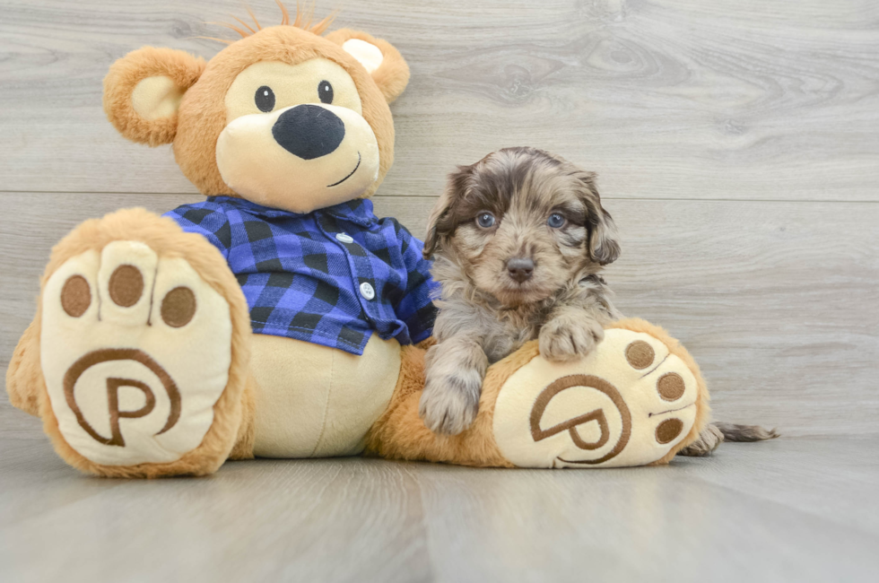 6 week old Mini Labradoodle Puppy For Sale - Windy City Pups