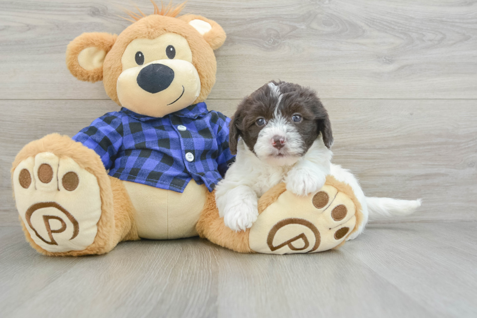 Mini Labradoodle Pup Being Cute