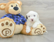 7 week old Mini Labradoodle Puppy For Sale - Windy City Pups