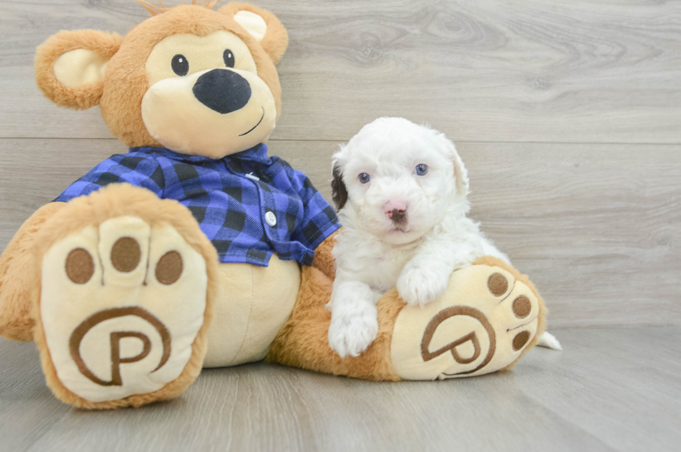 6 week old Mini Labradoodle Puppy For Sale - Windy City Pups