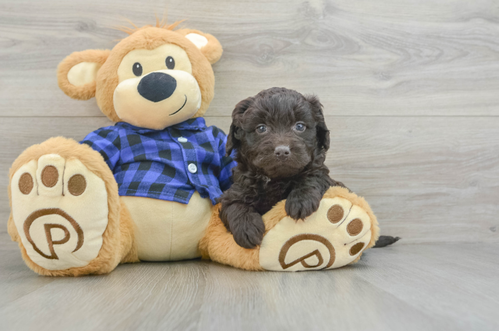 6 week old Mini Labradoodle Puppy For Sale - Windy City Pups