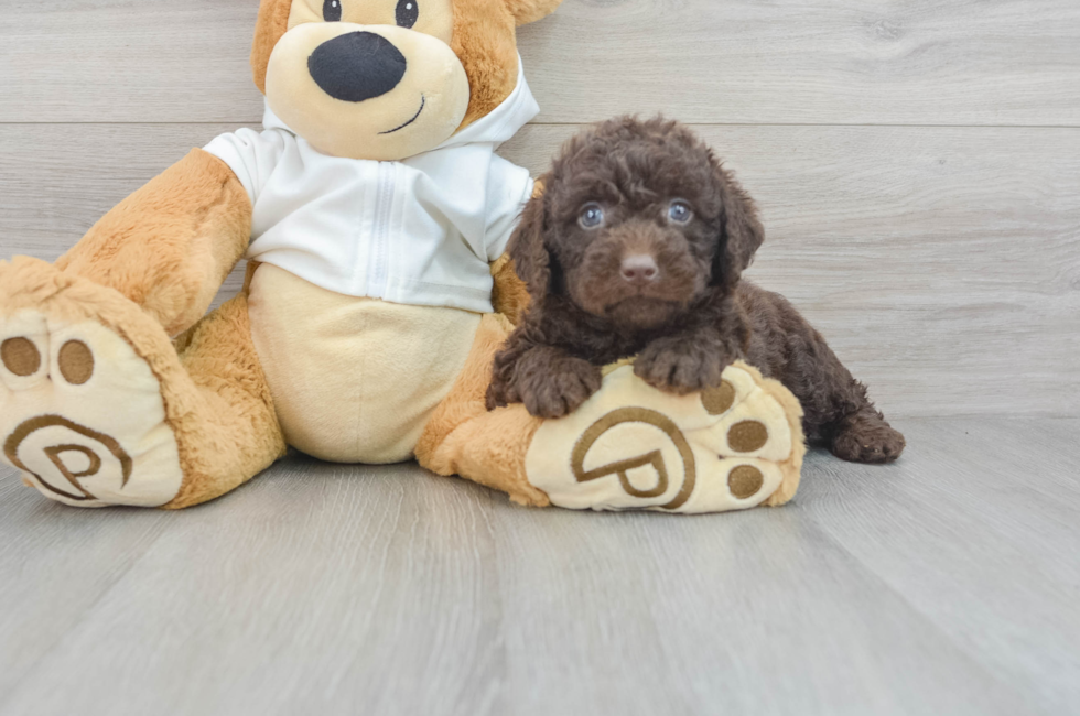 5 week old Mini Labradoodle Puppy For Sale - Windy City Pups