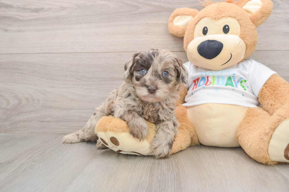 5 week old Mini Labradoodle Puppy For Sale - Windy City Pups