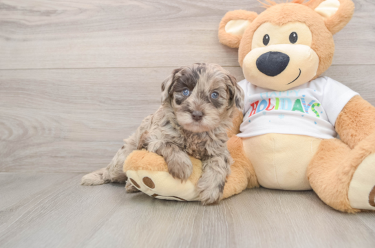 Mini Labradoodle Puppy for Adoption