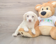 5 week old Mini Labradoodle Puppy For Sale - Windy City Pups