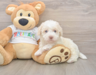 5 week old Mini Labradoodle Puppy For Sale - Windy City Pups