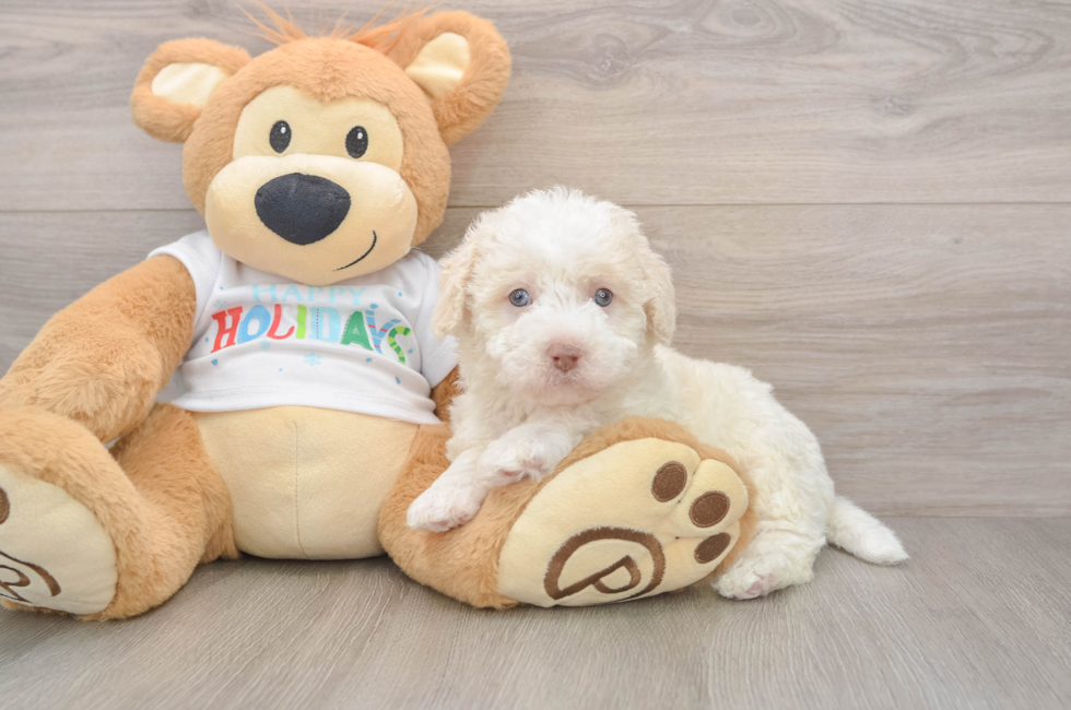 5 week old Mini Labradoodle Puppy For Sale - Windy City Pups