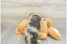 Mini Labradoodle Pup Being Cute