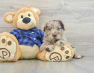 7 week old Mini Labradoodle Puppy For Sale - Windy City Pups