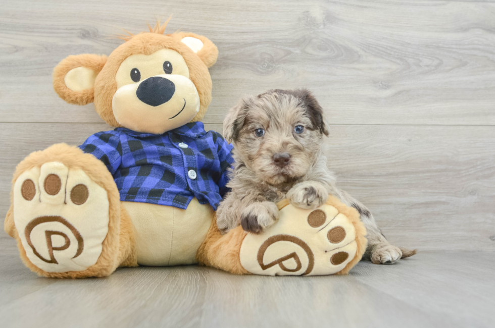 6 week old Mini Labradoodle Puppy For Sale - Windy City Pups