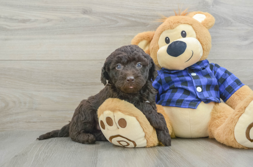 6 week old Mini Labradoodle Puppy For Sale - Windy City Pups