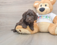 5 week old Mini Labradoodle Puppy For Sale - Windy City Pups