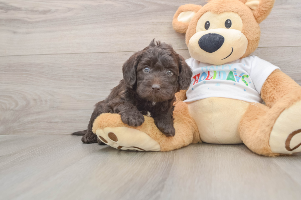 5 week old Mini Labradoodle Puppy For Sale - Windy City Pups