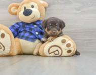 8 week old Mini Labradoodle Puppy For Sale - Windy City Pups