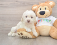5 week old Mini Labradoodle Puppy For Sale - Windy City Pups