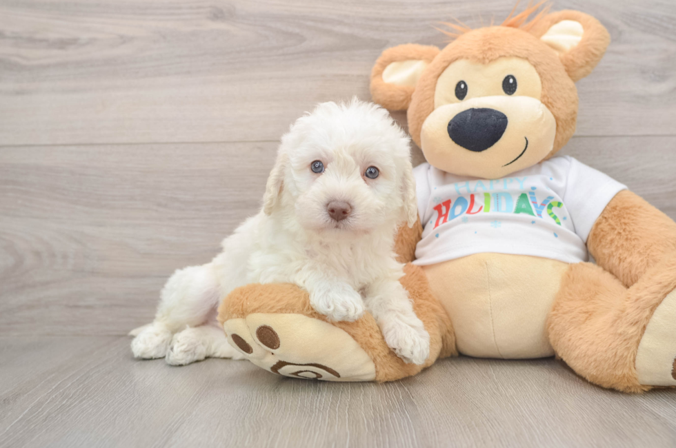 5 week old Mini Labradoodle Puppy For Sale - Windy City Pups