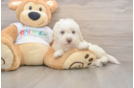Mini Labradoodle Puppy for Adoption