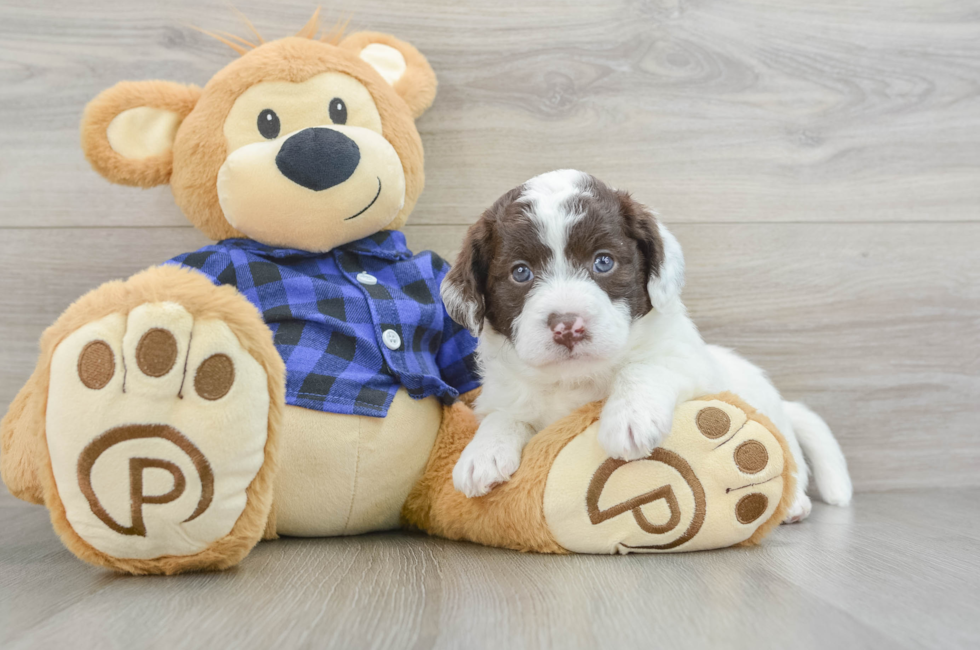 6 week old Mini Labradoodle Puppy For Sale - Windy City Pups