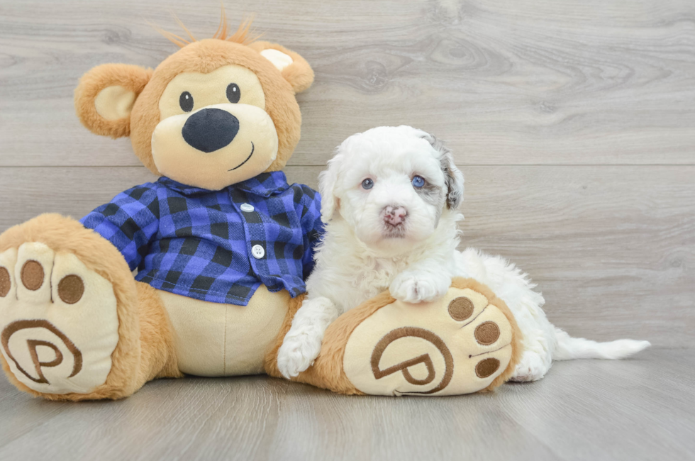 6 week old Mini Labradoodle Puppy For Sale - Windy City Pups