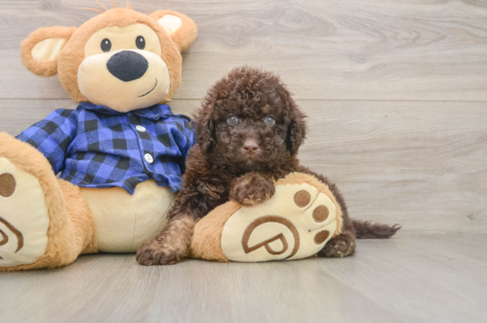 SANTINO, a Mini Labradoodle littermate