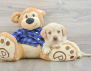 7 week old Mini Labradoodle Puppy For Sale - Windy City Pups