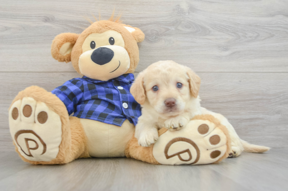 7 week old Mini Labradoodle Puppy For Sale - Windy City Pups