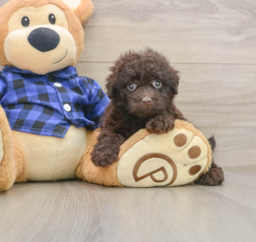 8 week old Mini Labradoodle Puppy For Sale - Windy City Pups