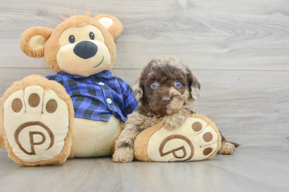 7 week old Mini Labradoodle Puppy For Sale - Windy City Pups