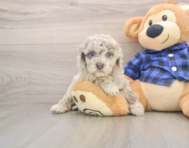 7 week old Mini Labradoodle Puppy For Sale - Windy City Pups