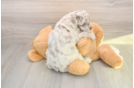 Mini Labradoodle Puppy for Adoption
