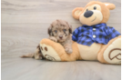 Best Mini Labradoodle Baby