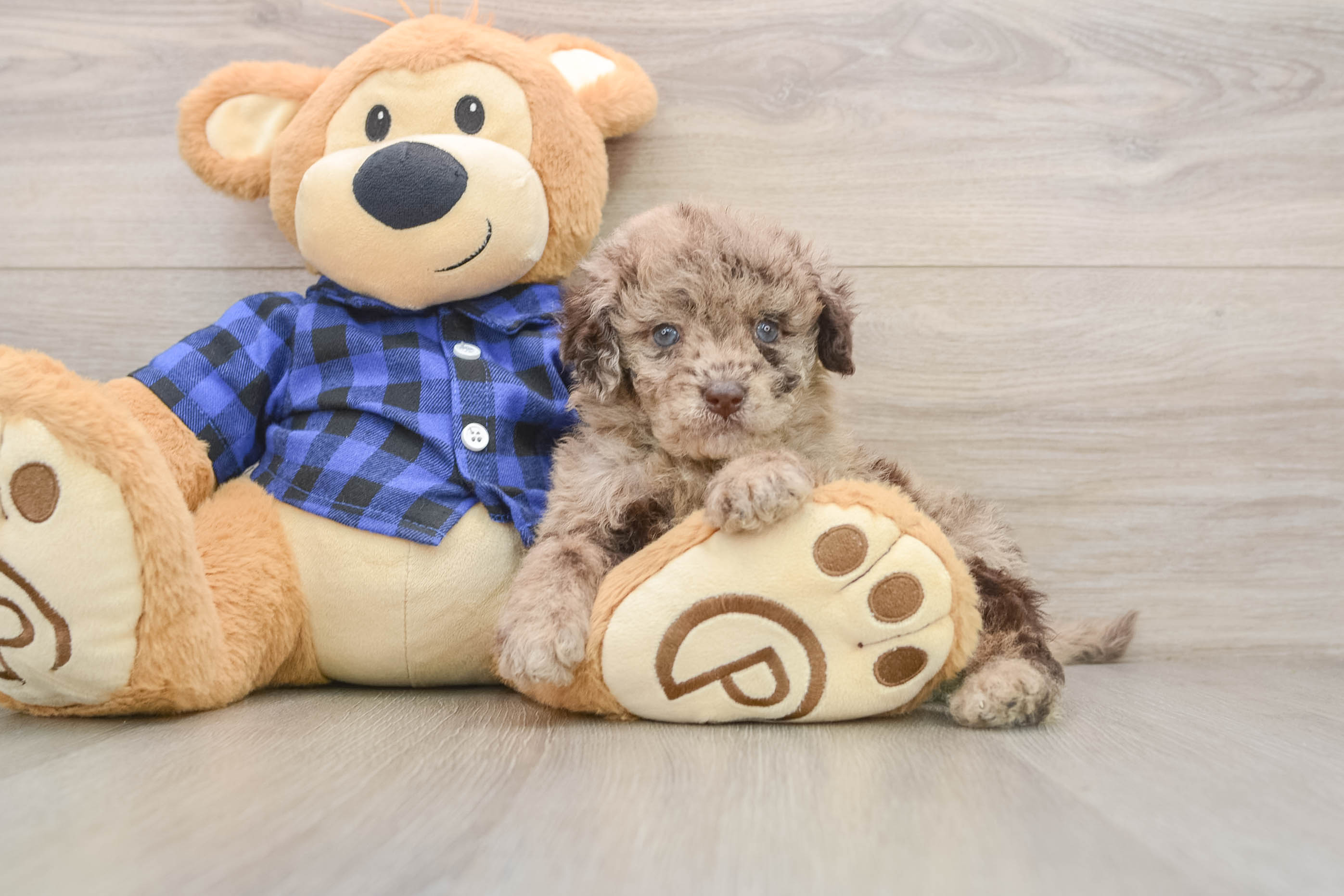 Hypoallergenic Labrapoo Poodle Mix Puppy